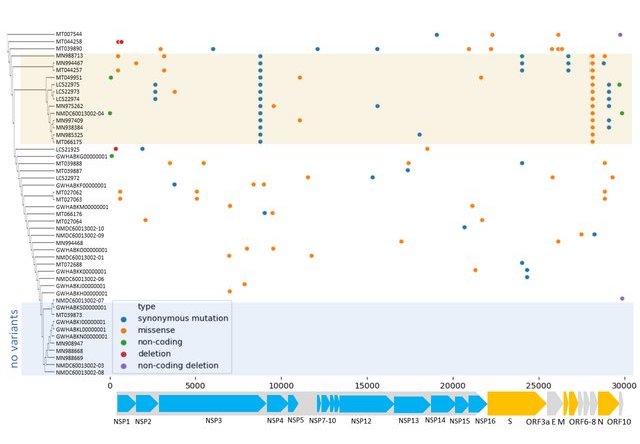 A-graphical-representation-of-variants-found-in-COVID-19-genomes-Variants-are-colored_W640