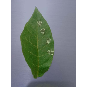 Image of leaf with seeds to be counted